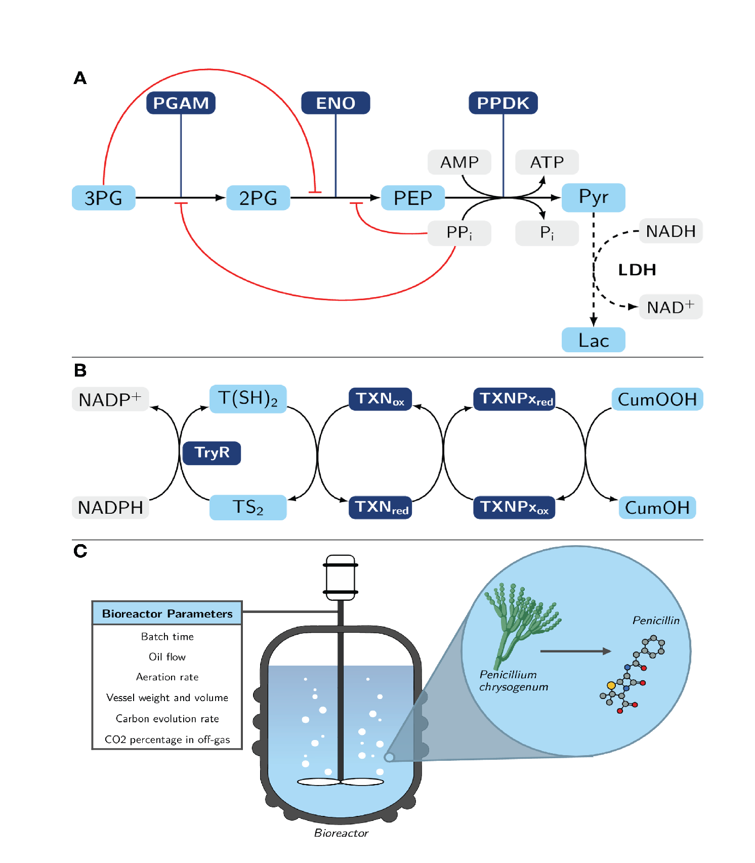 Accurate modeling of metabolic pathways for drug target identification and industrial production processes