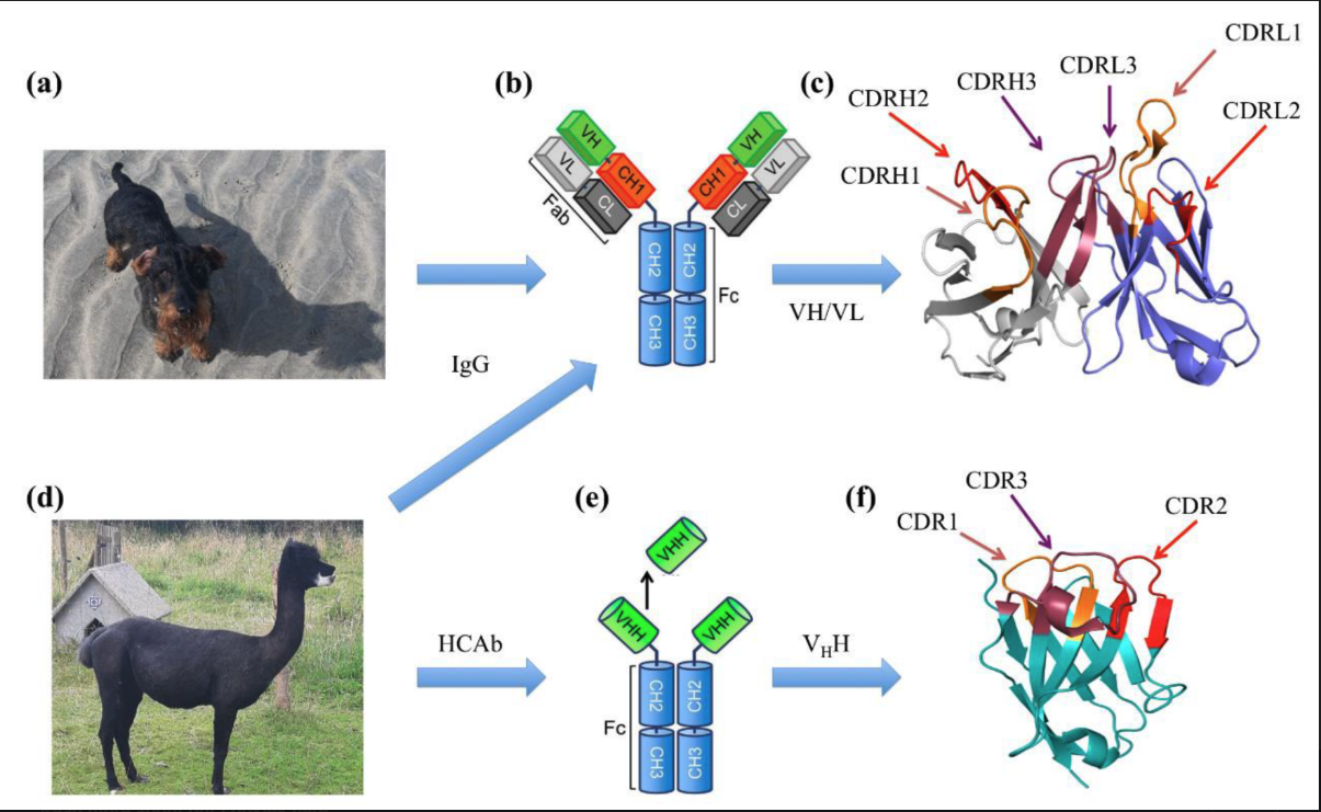 PEACCEL co-authored a critical review on VHH structural modelling approaches with its academic partners